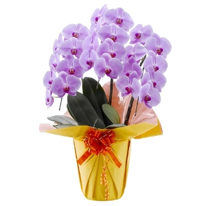 �v���`�i�Ӓ����@�s���N�i��^�^�C�v�@3f24p�j