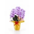 �v���`�i�Ӓ����@�s���N�i��^�^�C�v�@3f24p�j 
