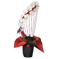 �ʉ؂̃����c ���ċ� �i��^�^�C�v harp1f�j