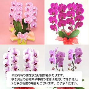 �v���`�i�Ӓ����@�i���փ^�C�v�@2f13p�j