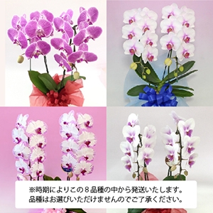 �v���`�i�Ӓ����@�i���փ^�C�v�@2f13p�j