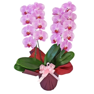 �v���`�i�Ӓ����@�i���փ^�C�v�@2f13p�j