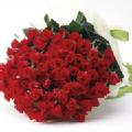 還暦お祝い　赤いバラの花束 （100本）