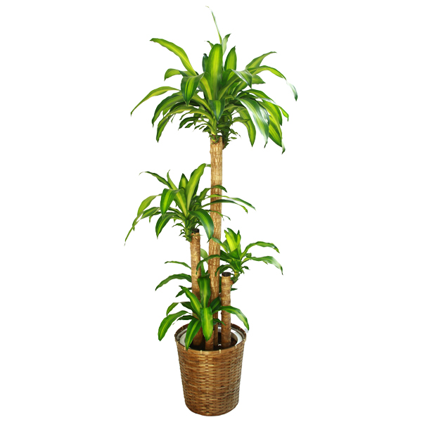観葉植物 ドラセナ マッサンゲアナ（幸福の木）10号鉢（バスケット）