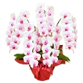 プラチナ胡蝶蘭　最高級5本立ち　白赤
