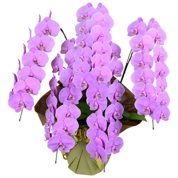 プラチナ胡蝶蘭 ピンク（大型タイプ 5f60p）｜お祝いの胡蝶蘭なら花秘書