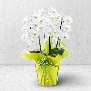 �v���`�i�Ӓ����@�i��^�^�C�v�@3f27w�j