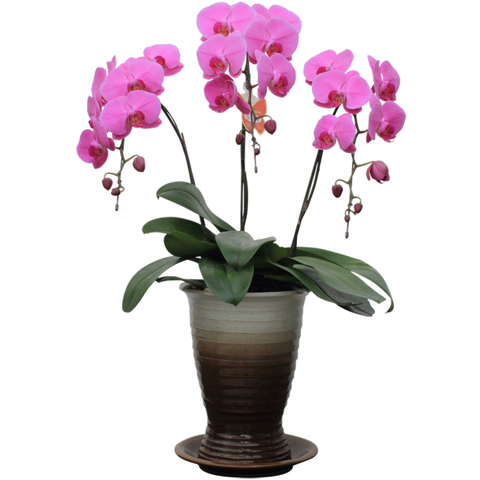 中型 胡蝶蘭 特級品（ピンク）和陶器鉢｜お祝いの胡蝶蘭なら花秘書