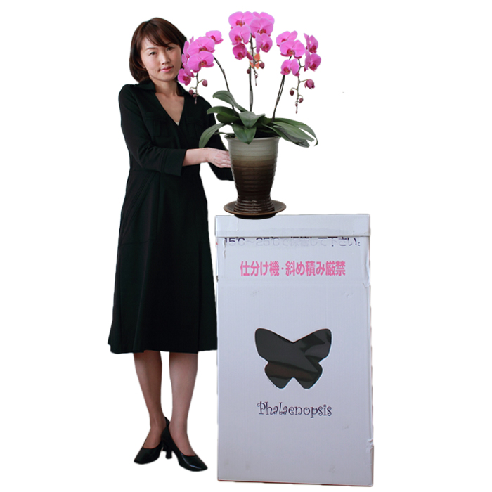 胡蝶蘭 中型 陶器鉢 リボン付き 中型 胡蝶蘭 特級品（ピンク）和陶器鉢｜お祝いの胡蝶蘭なら花秘書