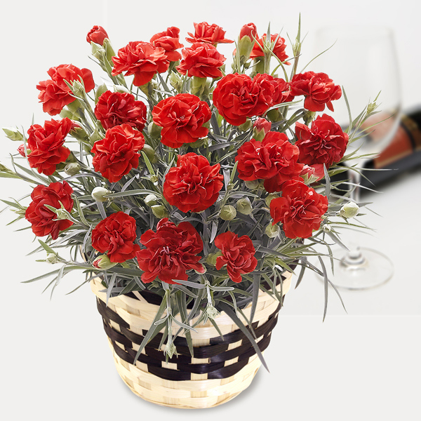 カーネーションの花鉢植え（レッド系）｜立札対応・法人ギフト・お祝い