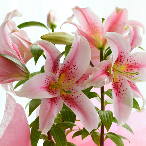 オリエンタルリリー花鉢植え（ピンク系）6号鉢｜立札対応・法人ギフト