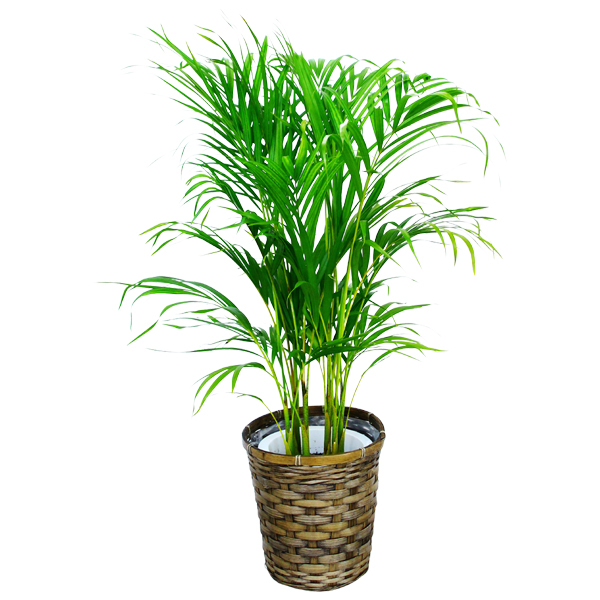 観葉植物 アレカヤシ 7号鉢｜法人ギフトなら花秘書