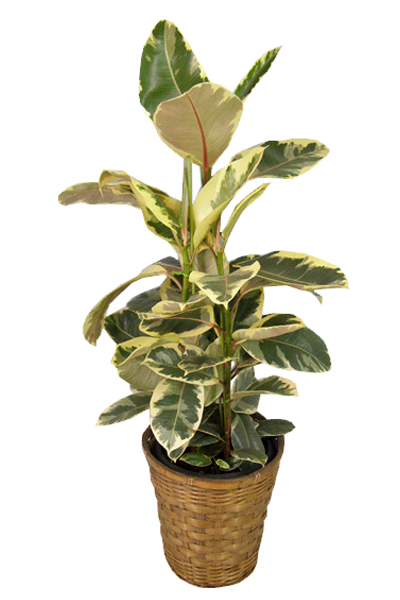 希少 観葉植物 良質 フィカス ティネケ ❷株 斑入り葉 白 陶器鉢 金運アップ フィカス・ティネケ(七号鉢） 希少 観葉植物 良質 フィカス ティネケ