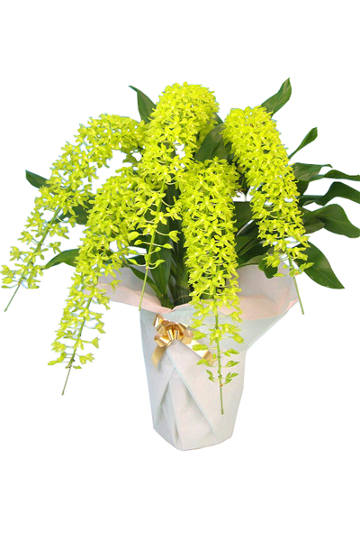 グラマトフィラム アーチ5本立ち