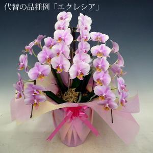 胡蝶蘭（省スペース型）桜色「ロマンスバレンタイン」など Triplets