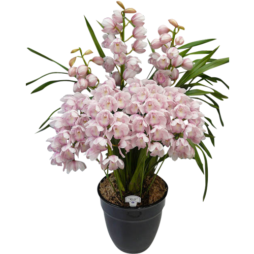 ☆シンビジューム☆ロマンティックラブ'テンシノクチヅケ☆アーチ型7号