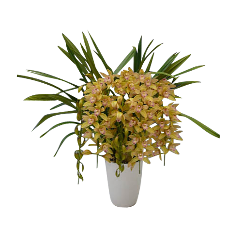 シンビジューム「ミリオンキッス」 アーチ仕立（5本立）｜立札対応