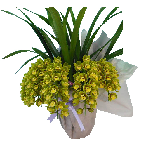 シンビジュームアーチ仕立（5本立）｜立札対応・法人ギフト・お祝い花