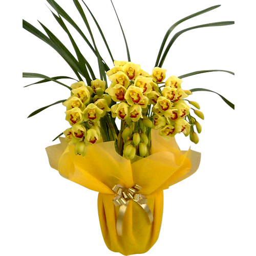 シンビジューム イエロー系アーチ（5本立）｜立札対応・法人ギフト