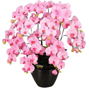 光触媒 胡蝶蘭 ライトピンク(大輪10本アーチ) 