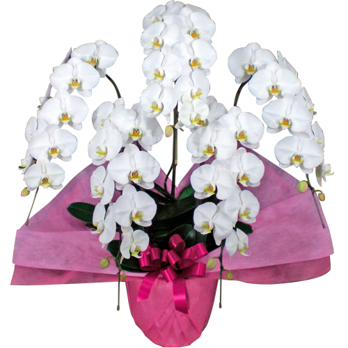 �y�����z�B�z�Ӓ����̂��j���M�t�g�i5�{��A�j