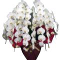 プラチナ胡蝶蘭　最高級8本立ち　白