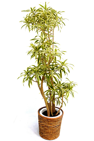 観葉植物 ソングオブインディア 10号鉢｜法人ギフトなら花秘書
