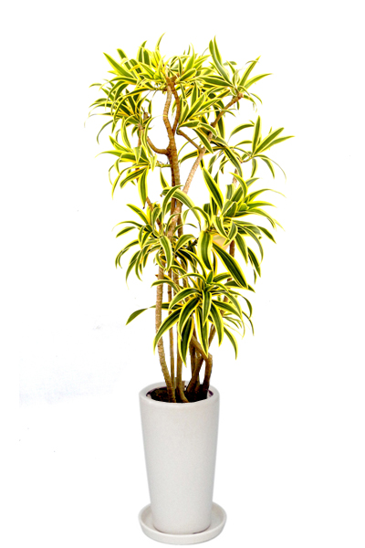 ソングオブインディア ８号鉢 陶器