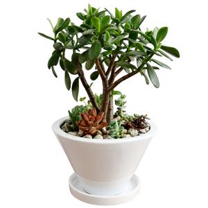 すべての美しい花の画像 ロイヤリティフリー寄せ 植え 木