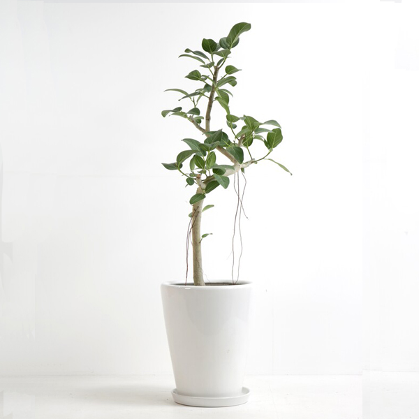 観葉植物 ベンガレンシス 8号鉢（陶器）｜法人ギフトなら花秘書