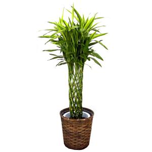 観葉植物 ドラセナ サンデリアーナ（幸運の竹）8号鉢