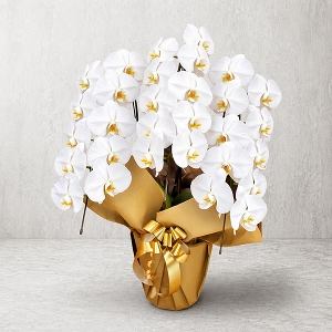 �v���`�i�Ӓ����@�i��^�^�C�v�@3f30w�j