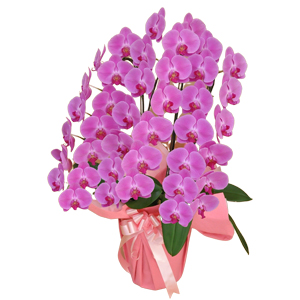 プラチナ胡蝶蘭 ピンク（大型タイプ 3f36p）｜お祝いの胡蝶蘭なら花秘書