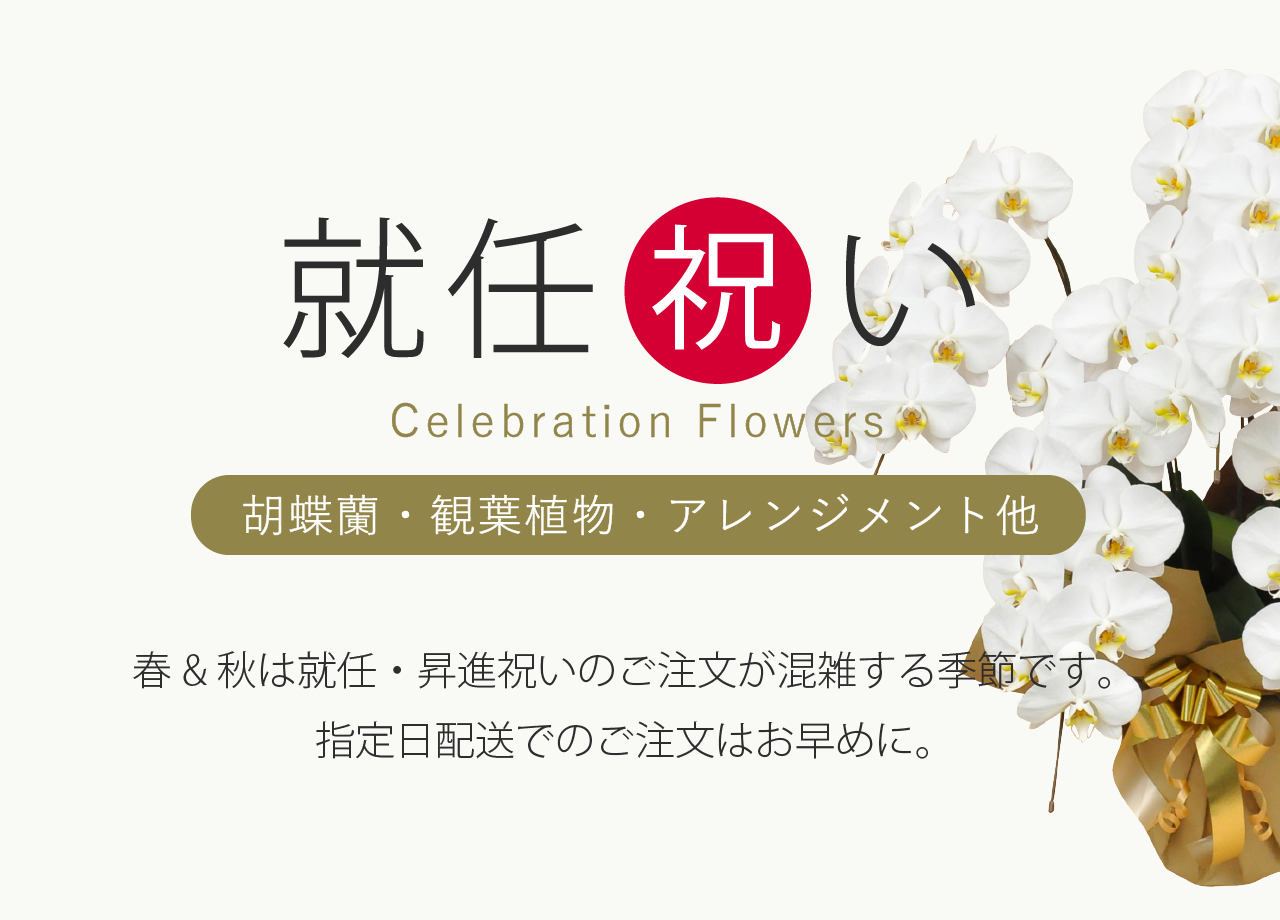 就任祝い（社長就任 昇進） のお花や胡蝶蘭・観葉植物・アレンジメントなどのお祝い花とマナーなら花秘書