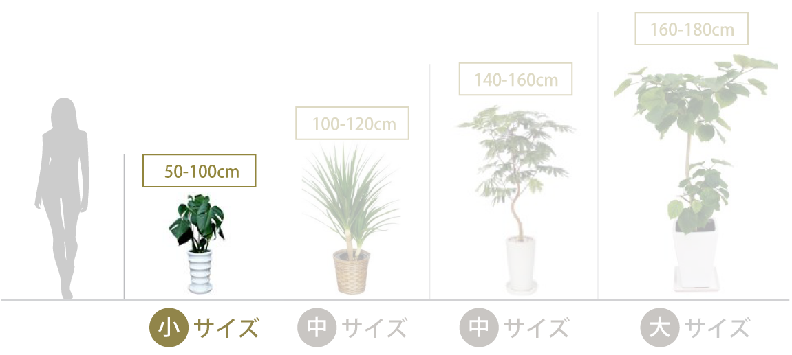 多肉植物 金のなる木（花月）