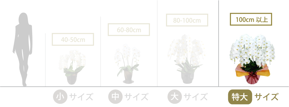 プラチナ胡蝶蘭 最高級8本立ち 白