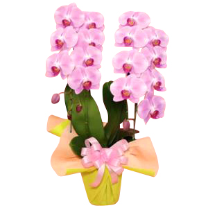 事務所開設 会社設立祝いのお花や胡蝶蘭 観葉植物 アレンジメントなどのお祝い花とマナーなら花秘書