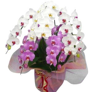 受章祝い 叙勲 褒章 叙位 のお花や胡蝶蘭 観葉植物 アレンジメントなどお祝い花とマナーなら花秘書