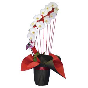 彩華のワルツ たて琴 （大型タイプ harp1f）｜お祝いの胡蝶蘭なら花秘書