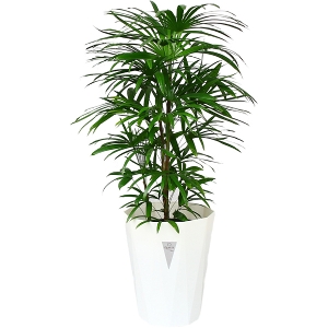 観葉植物 シュロチク（棕櫚竹） 8号鉢（ラスターポット）｜法人ギフト