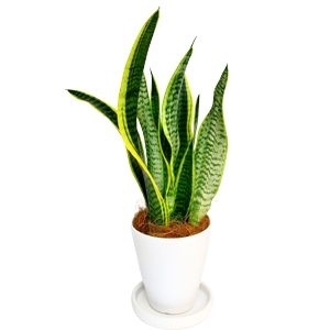 観葉植物 サンセべリア（トラノオ） 4号鉢（陶器）｜法人ギフトなら花秘書