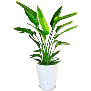 観葉植物 ストレチア・オーガスタ 10号鉢（陶器）｜法人ギフトなら花秘書