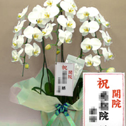 すべての美しい花の画像 最新開院 祝い 胡蝶 蘭